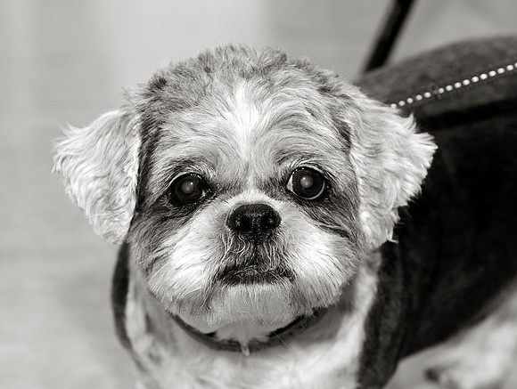 _DSC0859 B-w