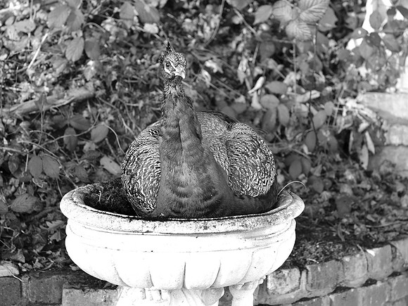 _DSC5571_bw